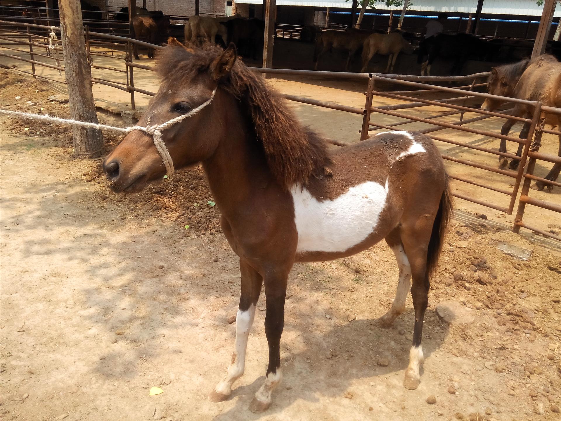 驯好的马多少钱,哪里有卖矮马的,一匹小矮马多少钱