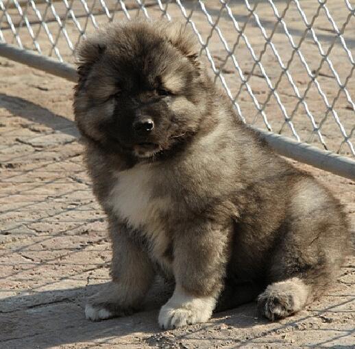 熊版大骨架高加索犬,巨型高加索幼犬,三针齐全