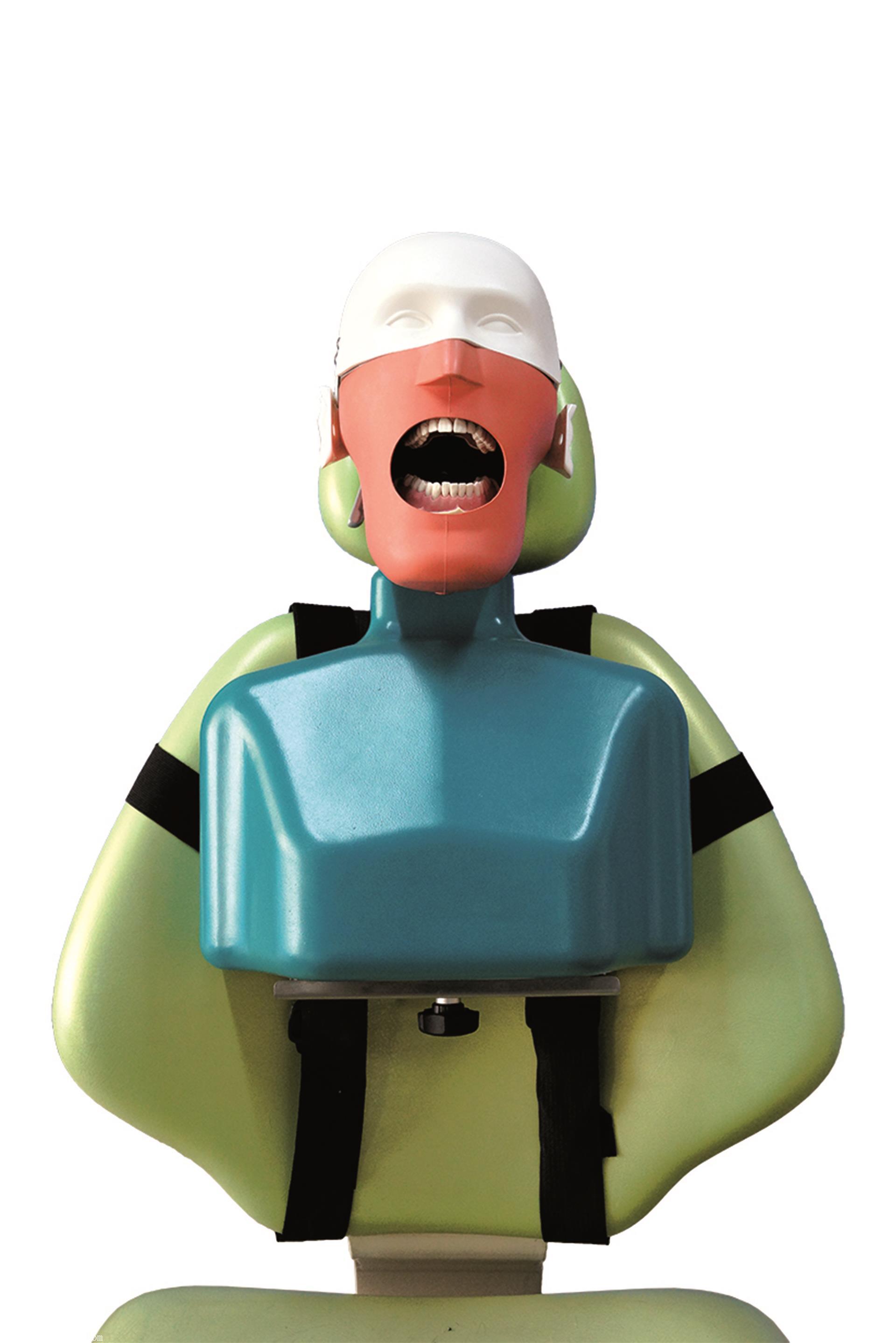 宏思特口腔肩体仿真头模