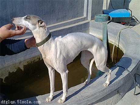 抓兔子的格力犬格惠串多少钱