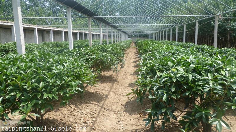 桂花小苗图片及价格