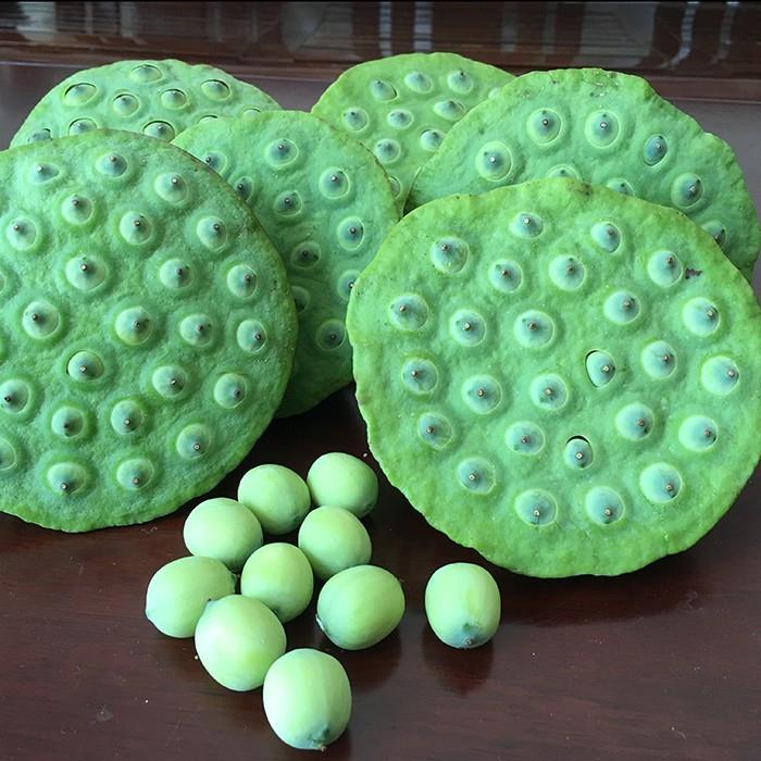 供应 当天采摘新鲜嫩水果莲蓬 天然生吃太空水果莲子农家有机嫩莲