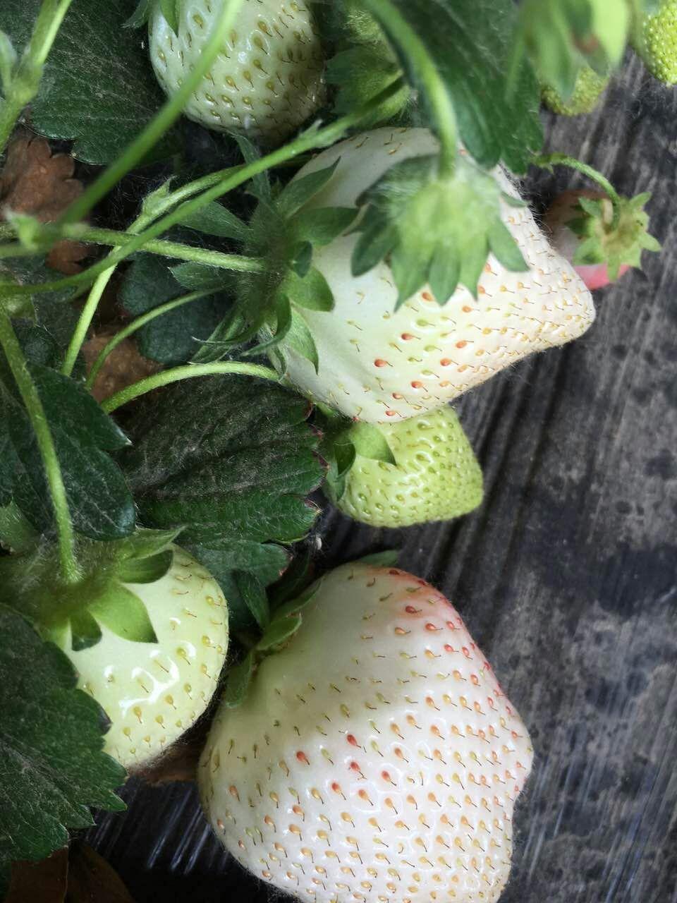 多肉白草莓状态图图片