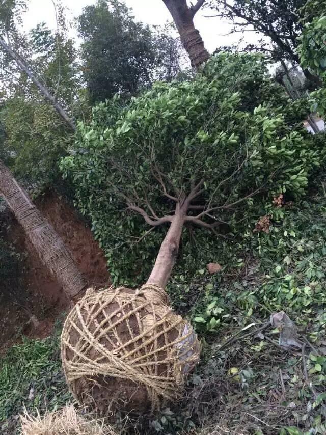 供应浙江工地精品全冠香泡树