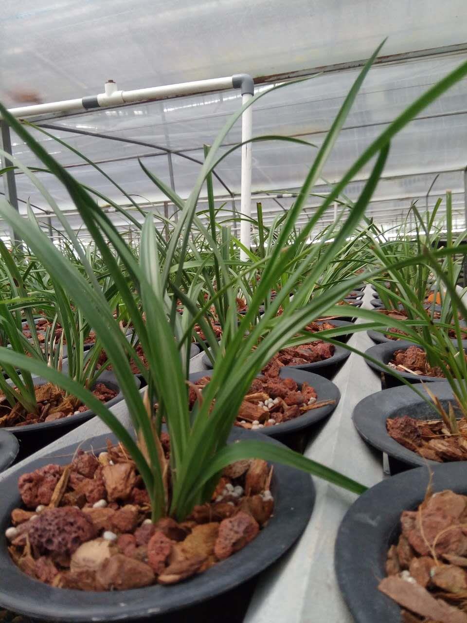 浙江温州批发春兰,高品质国兰出售销售,种植基地兰花提供