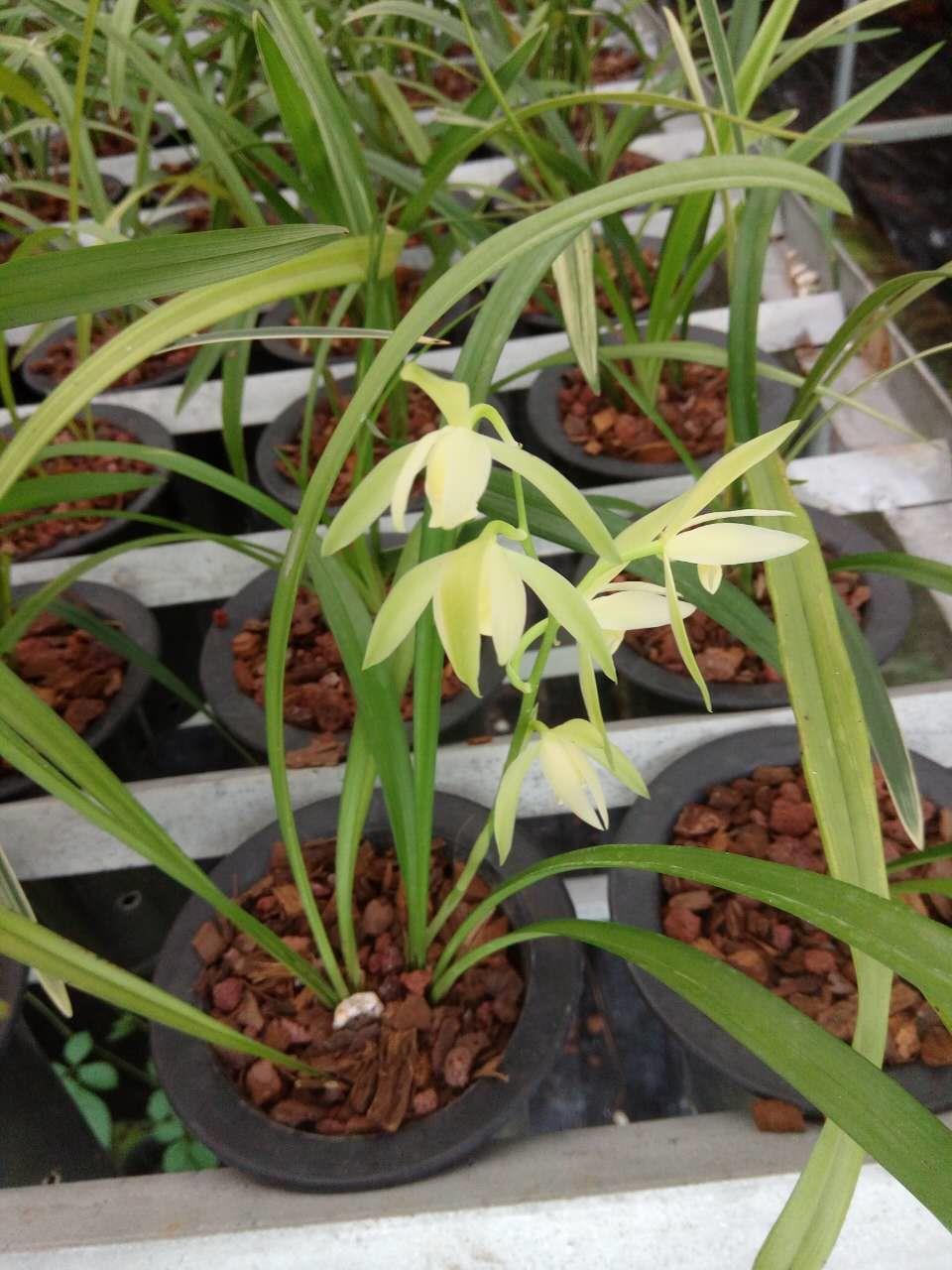 浙江温州批发春兰高品质国兰出售销售种植基地兰花提供