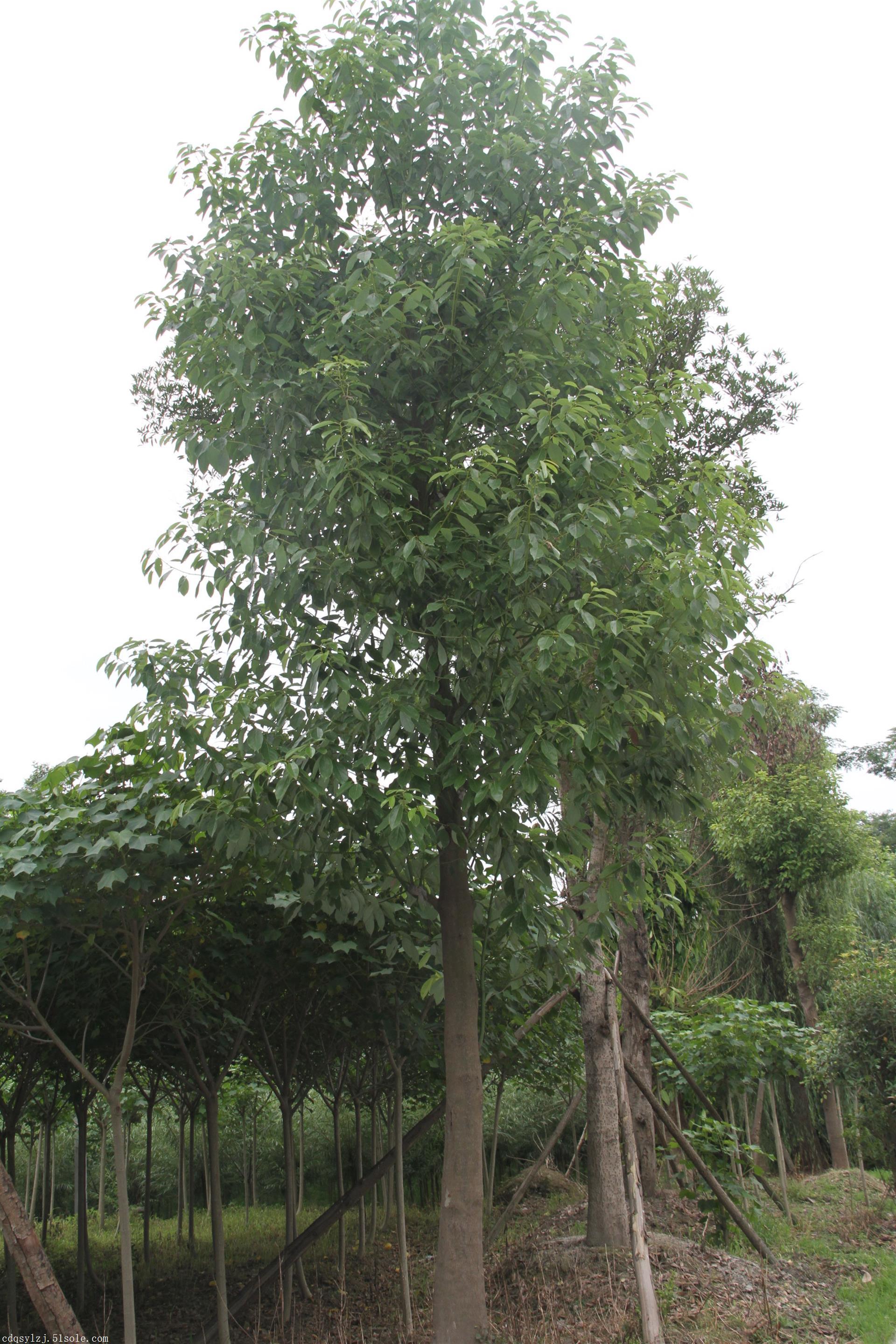 出售米径12公分的香樟.2017香樟全新报价.香樟种植基地