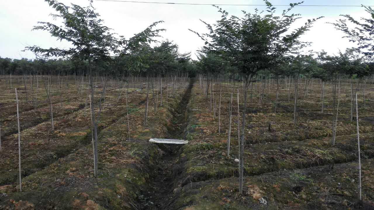 成都绿化苗木批发基地在哪里