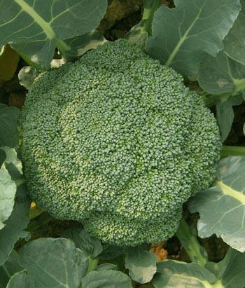 森冉生物西兰花提取物萝卜硫素厂家直销