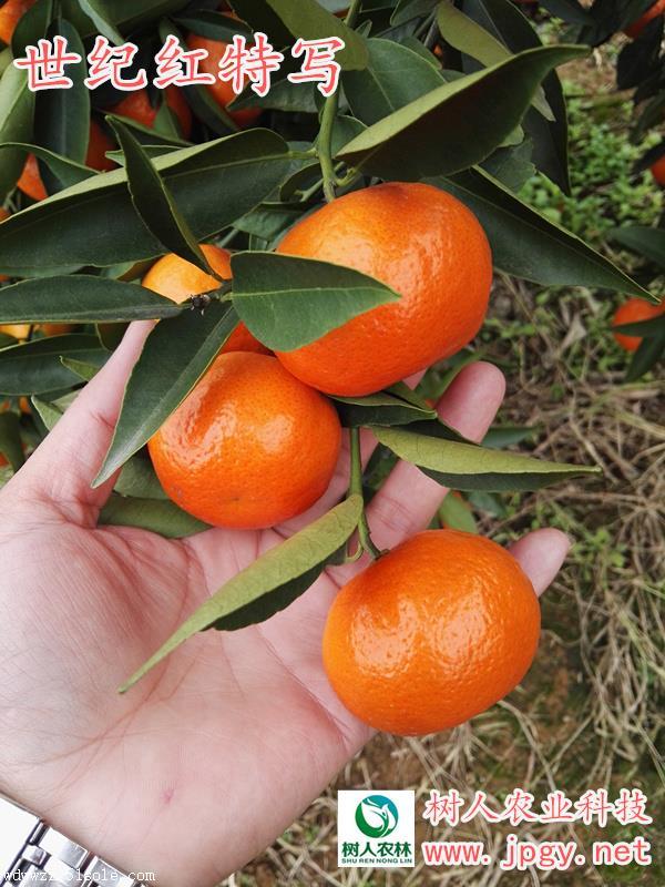 湖南常德晚熟高糖丰产稳产柑橘品种世纪红批发
