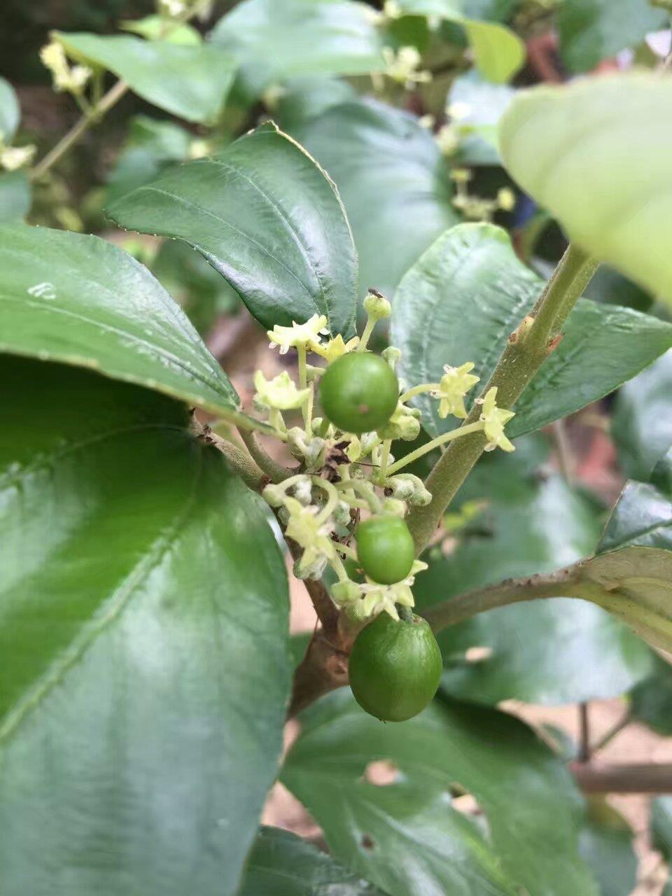 广西基地大量供应新品种台湾大青枣苗