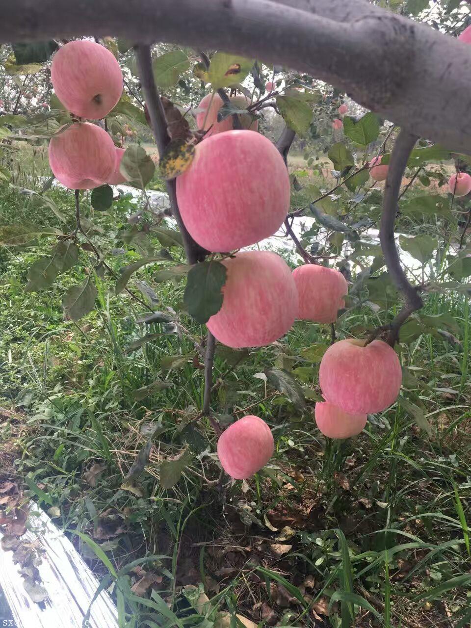 大荔縣膜袋紅富士蘋果批發