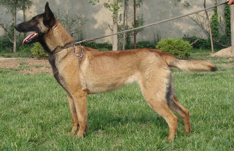 红马犬和黑马犬的区别马犬价格怎样