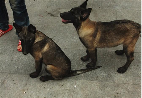 牧羊犬饲养技术马犬价格小狗饲养技术