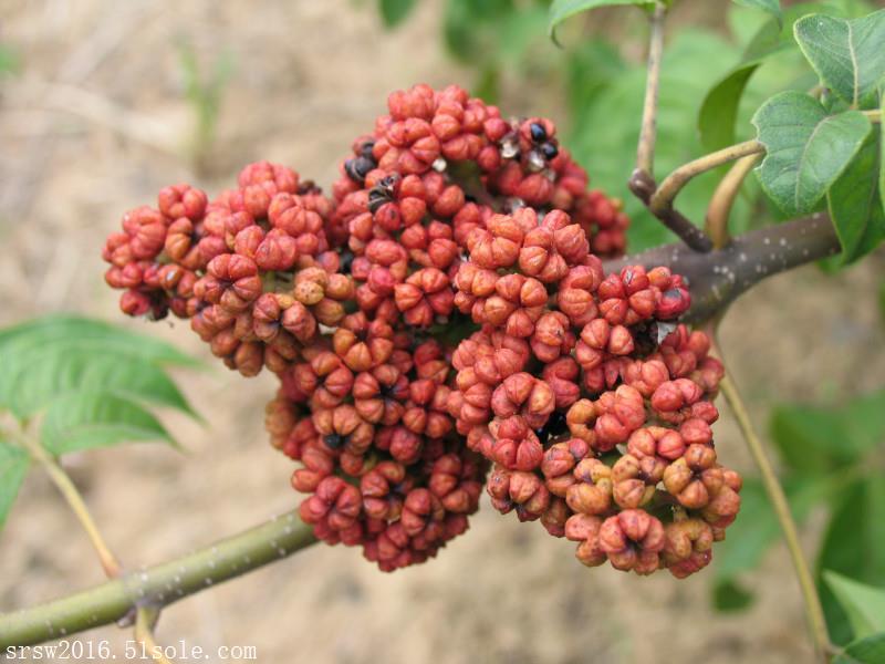 森冉生物 吴茱萸提取物 茶辣 臭辣子提取物