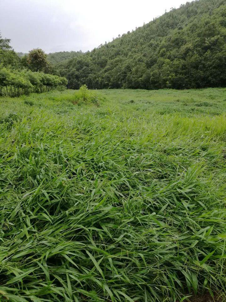 宽叶雀稗种子价格 护坡绿化