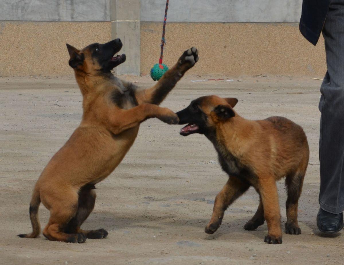 军犬马犬训练教程马犬价格