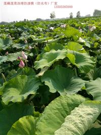 藕池膜购买须知