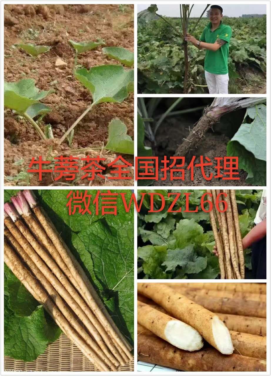 牛蒡茶的功效与作用哪个牌子好怎么代理