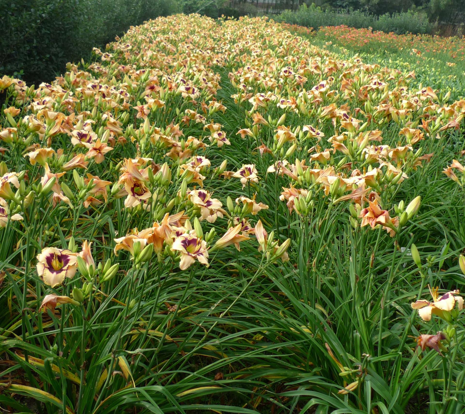 萱草花和黄花菜是一个东西吗(萱草花和黄花菜是一个东西吗图片)