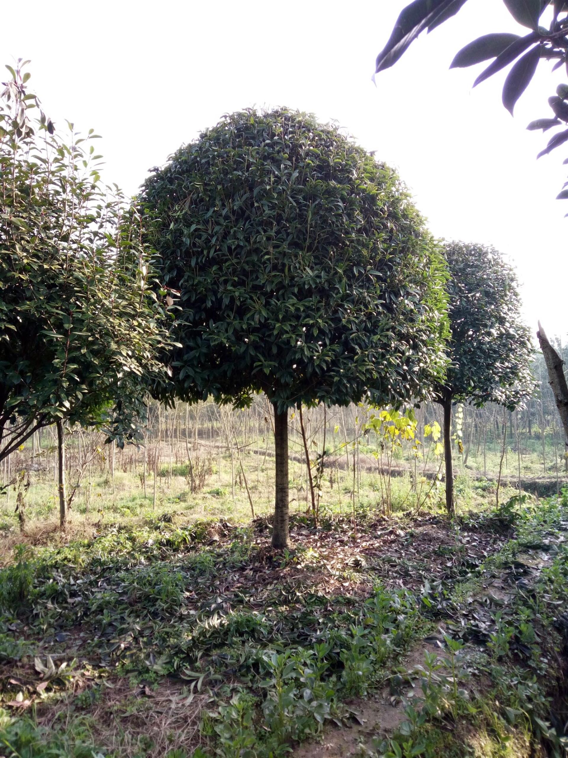四川丹桂 成都高杆桂花 四川高杆丹桂基地 成都桂花价格