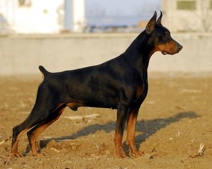 濱州哪裡有賣杜賓犬的杜賓犬幼犬多少錢一隻