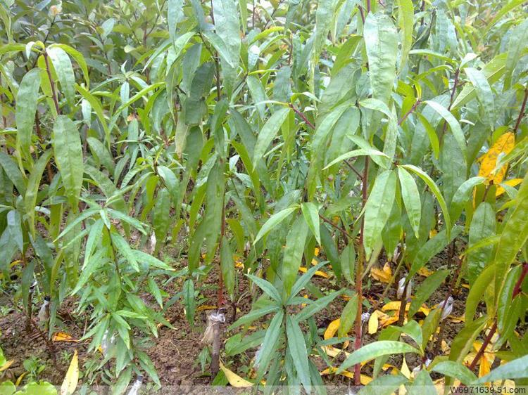 云南三华李苗 果树苗批发 新品种嫁接苗 西双版纳三华李苗