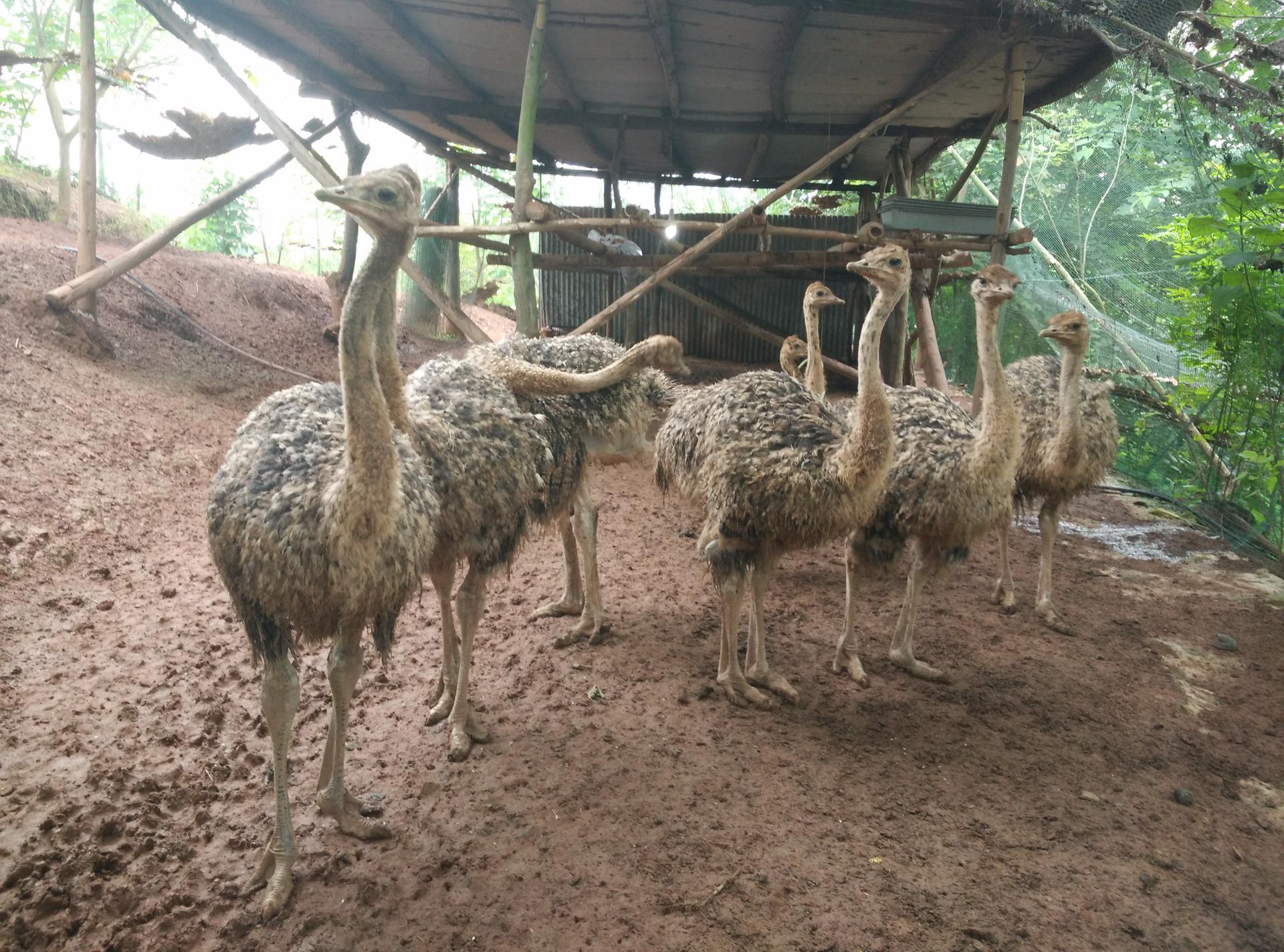 鴕鳥,鴕鳥苗,非洲鴕鳥苗價格,重慶鴕鳥養殖場