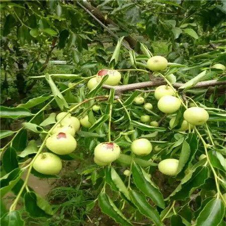 2017江西三公分枣树什么价