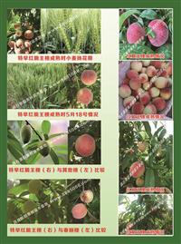 早熟桃树新品种，极早红美桃，湖北省随州市