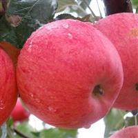 瑞雪苹果苗多少钱一斤