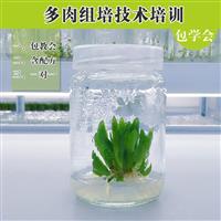 多肉植物组培配方 多肉组培 组织培养含配方
