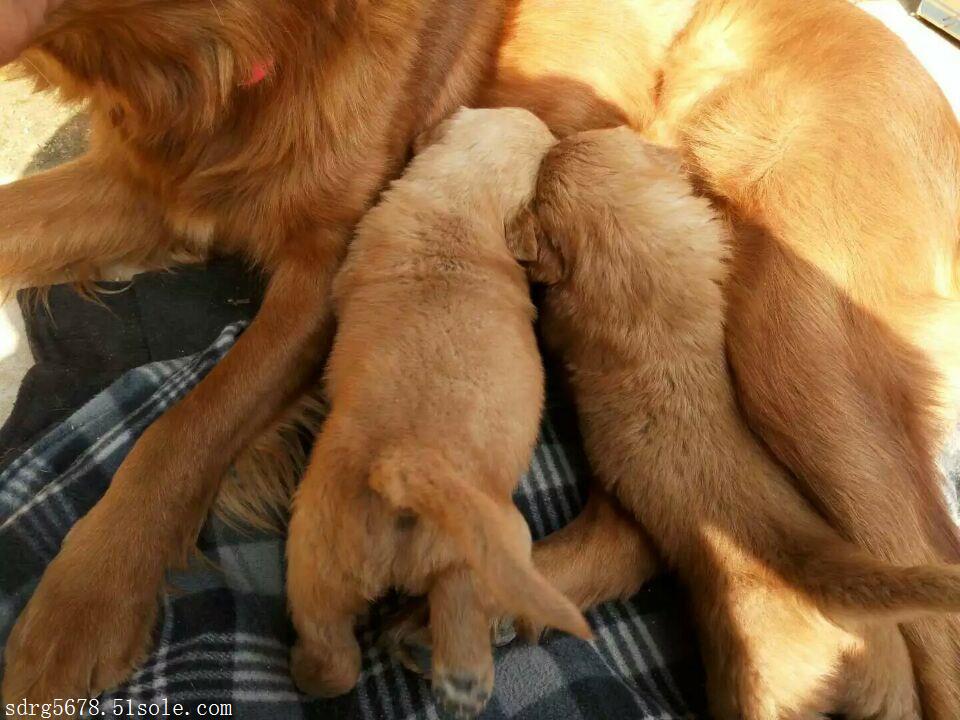 威海市黑狼犬價格中國馬犬養殖基地