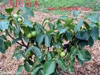 湘潭大果红杏515|晚熟桃新品种