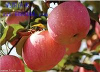 襄樊白如玉桃|目前国内*好的晚熟桃品种