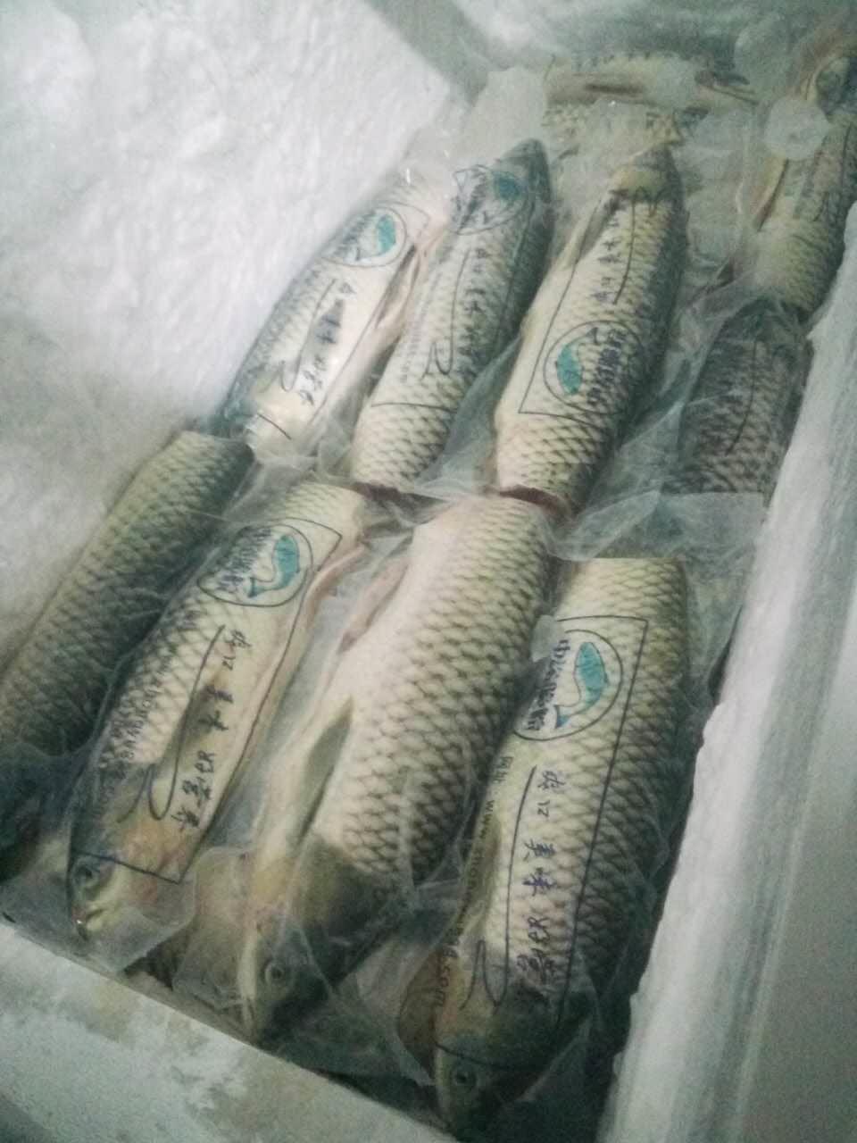 首页 养殖 淡水鱼类 草鱼 >中山脆鲩脆肉鲩多少钱一斤 脆肉鲩批发