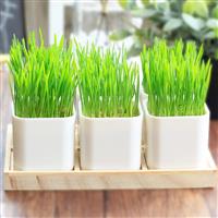  新品麦健康创意有机小麦盆栽 办公桌小麦草整套绿植礼品