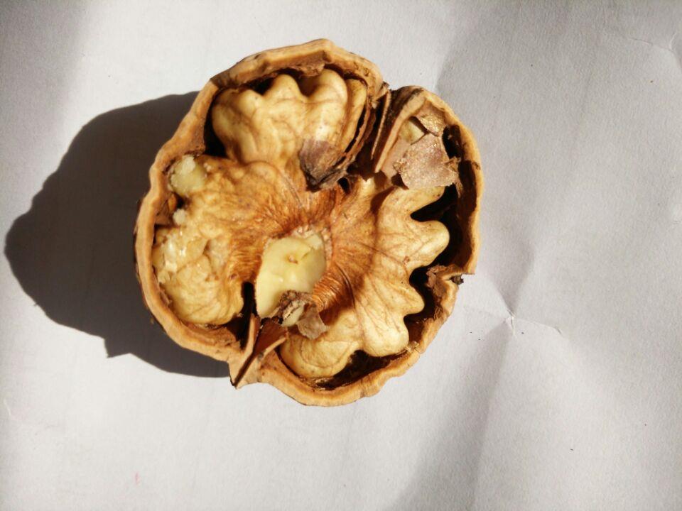 供应蓟县2016年新薄皮核桃五斤包邮
