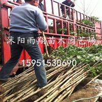 沭阳2公分大叶女贞