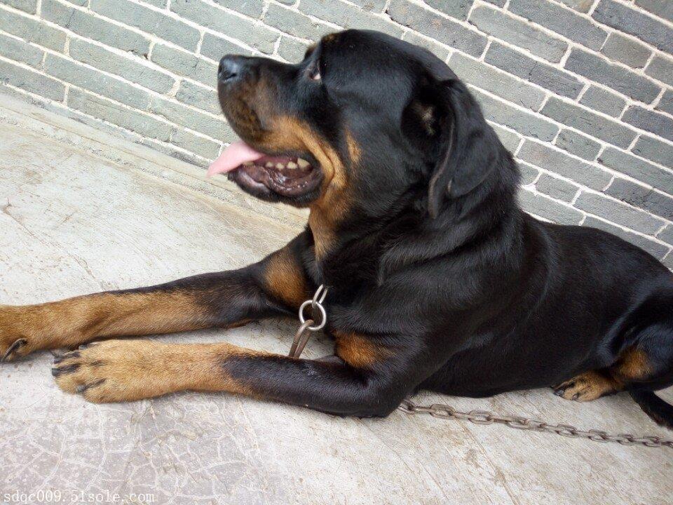 银川市哪里有卖马犬的