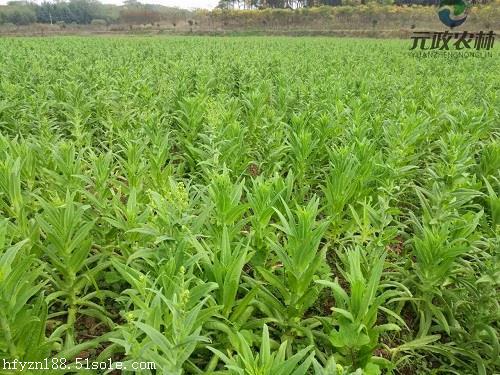 火锅食材供应|响菜|元政农林